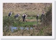 14SerengetiDayGameDrive - 175 * Marabou Stork.